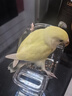 達(dá)洋直營 鳥玩具鸚鵡磨牙啃咬娛樂攀爬玩具文鳥玄鳳虎皮牡丹鸚鵡 花椒木站棍 一條裝 曬單實(shí)拍圖