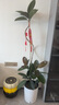 植男植女橡皮樹黑金剛高端輕奢盆栽室內(nèi)辦公室氛圍大型綠植裝飾客廳好養(yǎng) 造型橡皮樹 圓形白色自動吸水盆 140-160cm 曬單實拍圖