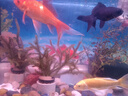 錦鯉魚金魚活魚黃金鯉黑錦鯉紅色魚白錦鯉小型耐活好養(yǎng)冷水蝴蝶鯉 6-10公分一條需要備注顏色 曬單實拍圖