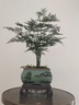 花行榜盆栽植物室內(nèi)花卉綠植 精品小文竹+四方瓷盆+底座+苔蘚源頭直發(fā) 曬單實(shí)拍圖
