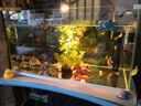 森森 超白玻璃小魚缸HWK-600P裸缸款水草缸金魚缸小型水族箱水草缸  曬單實拍圖