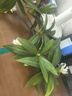 范爺家高檔仿真水石榕花瓶高級(jí)感套裝仿真假花客廳裝飾擺件仿綠植 曬單實(shí)拍圖