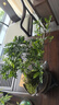 【清香木盆景】飄枝老樁花卉好養(yǎng)綠植盆栽茶桌高檔年貨帶花盆底座 酒壺盆清香木15-20+底座+小沙彌 曬單實拍圖