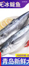 京喜加鲅魚 鮮活冷凍無冰新鮮海鮮水產(chǎn)生鮮魚類商用食材 8斤 無冰鲅魚【6-8兩/條】 曬單實拍圖