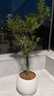 岸牡丹杜鵑花日本皋月名貴品種室內(nèi)盆栽花卉綠植耐寒耐熱好養(yǎng)精選 岸牡丹嫁接整盆高60-70公分 不含盆 曬單實(shí)拍圖