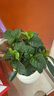 綠有意 綠植花卉辦公室客廳桌面盆栽擺件簡(jiǎn)約創(chuàng)意網(wǎng)紅北歐綠植ins云朵盆 梔子花+甜甜圈PET樹(shù)脂盆+托盤(pán)+肥料 北歐風(fēng)格網(wǎng)紅綠植 曬單實(shí)拍圖