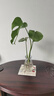 開背龜背竹水培室內(nèi)客廳綠植盆栽四季好養(yǎng)辦公室桌面水養(yǎng)植物花卉 精品龜背竹一顆（3-4片葉子） 整體（高50-60cm）（帶吊卡） 曬單實(shí)拍圖