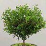 八芽 小葉赤楠盆景擺件室內(nèi)綠植花卉盆栽老樁客廳辦公室桌面好養(yǎng)植物 【推薦款】小葉赤楠+舍得紫砂盆+苔蘚鋪面+底座 曬單實(shí)拍圖