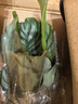 種花迷 綠蘿水培植物花瓶水培花盆歐式簡約小清新家居桌面綠植盆栽 青蘋果竹芋+霧灰玻璃瓶 曬單實拍圖