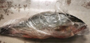 鮮活沖浪河鱸魚400-500g/條 曬單實(shí)拍圖