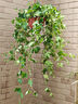 常春藤盆栽室內(nèi)垂吊植物好養(yǎng)水培綠植凈化空氣除甲醛四季常青長青 1盆青葉常春藤(長 50 厘米左右)配半圓壁盆 曬單實(shí)拍圖