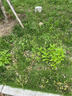 駿威（Junwei）電動(dòng)無(wú)刷割草機(jī)可折疊除草機(jī)充電式草坪修剪機(jī)鋰電多功能打草機(jī) 15節(jié)長(zhǎng)續(xù)航無(wú)刷款雙電 曬單實(shí)拍圖