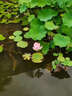 YiNO荷花池除藻神器魚(yú)塘綠水去綠青藍(lán)苔劑生物凈水素不傷蝦室戶(hù)外庭院 300ml 1瓶 【一滴滅苔藻】 曬單實(shí)拍圖