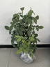 墨一灌木月季花苗特大花盆栽薔薇四季開花 紅雙喜 40cm 源頭直發(fā) 曬單實拍圖