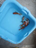 AIPHAROW金魚活體觀賞魚活體小金魚冷水魚金魚苗活體淡水國粹金魚寵物魚 3-5CM金魚隨機5條 曬單實拍圖