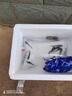 SMVP南方大口鯰魚(yú)苗淡冷水養殖胡二須子鯰大型冷水魚(yú)埃及鯰魚(yú)土鯰魚(yú)苗淡水魚(yú)苗活體 【順豐】10條+1條+飼料 7-10厘米大口鯰魚(yú)苗 曬單實(shí)拍圖