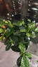 八芽小葉梔子花盆栽開花植物室內(nèi)桌面茶幾好養(yǎng)花卉綠植辦公室凈化空氣 小葉梔子花-陶瓷豎紋盆 帶盆栽好 曬單實(shí)拍圖