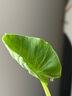 珀萊雅（PROYA）雙抗爽膚水女補(bǔ)水保濕緊致抗皺柔膚水化妝護(hù)膚品水乳套裝官網(wǎng)旗艦 【雙抗水160ml】到手2瓶正裝量 曬單實(shí)拍圖