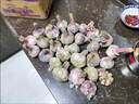 超低價(jià)25年新干蒜新鮮大蒜頭10斤整箱濕蒜5斤裝紫皮鮮蒜特大紅蒜3 5斤 中果 曬單實(shí)拍圖