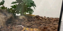 C-LEEN爬寵飼養(yǎng)箱守宮蜥蜴寄居蟹飼養(yǎng)箱全景生態(tài)缸 翻蓋大號【50*30*25cm】 曬單實拍圖