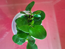 惜林園 水培綠植植物盆栽花卉 桌面室內(nèi)凈化空氣小盆栽 碧玉(豆瓣綠) 帶盆發(fā)貨 曬單實(shí)拍圖
