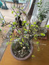 小葉榆樹(shù)盆景提根微盆栽植物辦公室掌上盆景 榆樹(shù)微小造型根1棵 曬單實(shí)拍圖