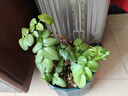 歐悟玫瑰花苗盆栽地栽花卉庭院陽臺(tái)植物月季苗薔薇花苗四季開花 混色5顆精品玫瑰苗 不含盆 曬單實(shí)拍圖