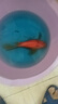 獅子頭貴妃臺灣純種短身球體蝴蝶鯉魚錦鯉耐寒淡水冷水觀賞魚苗 23-25厘米1條中國紅球體蝴蝶鯉 曬單實(shí)拍圖