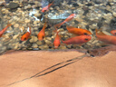 百因美（BIOZYM）魚缸過濾棉加厚羊絨高密度生化棉魚池凈水水族箱海綿凈化過濾材料 30*120cm羊絨過濾棉【2片裝】 曬單實拍圖