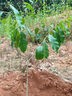 榴蓮樹(shù)果苗南北方種金枕榴蓮正宗廣西嫁接貓山王矮化盆栽水果樹(shù)苗 黑刺榴蓮 6年苗 曬單實(shí)拍圖