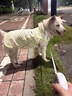 MIKI PAD大狗狗涼涼衣夏天防曬涼感衣服金毛邊牧中大型犬寵物薄款透氣背心 夏日黃【升級款】涼感防曬 4XL胸圍75cm（參考體重36-45斤） 曬單實(shí)拍圖