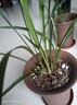 蘭花苗春蘭蓮瓣蘭素冠荷鼎濃香型花卉辦公室內(nèi)綠植盆栽易開花易活 春蘭 永懷素 4苗連體 曬單實拍圖