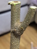 CHUANGSHIJI桑樹(shù)苗桑葚樹(shù)苗桑樹(shù)大葉苗桑葚苗南北方四季種植結果地栽 盆栽苗 五年苗（臺灣長(cháng)桑）當年結果 50cm(含)-60cm(不含) 曬單實(shí)拍圖