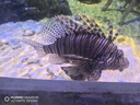 王家渡低溫午餐肉獨(dú)立包裝320g減鹽早餐三明治火腿片香腸罐頭涮火鍋食材 曬單實(shí)拍圖