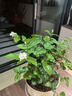 北蔬 蔬菜種子苗生菜菠菜小香蔥芹菜陽臺四季菜種籽 12種蔬菜種子套餐 曬單實(shí)拍圖