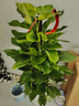 臨雅大葉綠蘿柱客廳綠植大盆栽天堂鳥發(fā)財樹室內(nèi)新房除甲醛大型植物 綠蘿柱1.3-1.4米+鉆石盆帶輪底托 曬單實拍圖