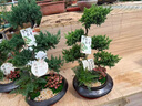 芙洛拉花園【兩小時(shí)達】五層塔松盆栽送導師青松綠植喬遷之喜開(kāi)業(yè)教師節禮物 桃李滿(mǎn)天下【精致造景老樁塔松盆景】 送老師推薦 曬單實(shí)拍圖
