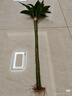 植男植女文昌竹/龍竹富貴竹水培帶根植物綠植室內(nèi)好養(yǎng)盆栽5/60cm源頭直發(fā)  曬單實(shí)拍圖