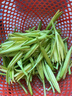 辰實【順豐】黃花菜新鮮 忘憂草 金針菜蔬菜當季時令蔬菜 1斤 【現(xiàn)摘 時令蔬菜】 曬單實拍圖
