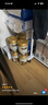 愛他美ESSENSIS NEO 至熠港版 較大嬰兒配方奶粉 2段(6-12個月)700g 曬單實拍圖
