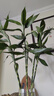 富貴竹水培植物客廳招財綠植室內(nèi)盆栽觀音竹粗桿帶根轉(zhuǎn)運竹發(fā)財竹 【熱銷】富貴竹80-90cm【10棵+營養(yǎng)液】 曬單實拍圖