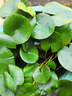 睡蓮水培植物四季開花魚缸池塘荷花盆栽水養(yǎng)根塊 精品大睡蓮（混色帶芽）5棵 曬單實拍圖