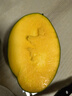 集南鮮 凱特芒果 四川攀枝花芒果當(dāng)季大青皮黃皮大芒果新鮮水果整箱 含箱10斤  單果500g起  凈重9斤 曬單實(shí)拍圖