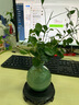 佰花錦水培植物室內(nèi)花卉綠植盆栽辦公室四季常青好養(yǎng)活桌面盆景懶人首選 水培小玻璃瓶+九里香+圓形底座 整體高度約10-20cm/不同植物高度不同 曬單實(shí)拍圖