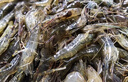 微山湖淡水河蝦小河蝦鮮活急凍青蝦草蝦醉蝦五節腿 小號河蝦 250g(凈重)  2-3cm 3盒 曬單實(shí)拍圖