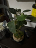 幼薇小盼菩提樹盆栽植物室內(nèi)花卉禪意擺件新中式辦公室內(nèi)桌面綠植盆景 小盼菩提+蓮盆瓷盆+方形底盤 帶盆栽好 曬單實拍圖