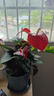 水培紅掌盆栽帶花一帆風(fēng)順花卉植物室內(nèi)好養(yǎng)綠植鴻運(yùn)當(dāng)頭四季開(kāi)花 特級(jí)紅掌+優(yōu)質(zhì)白掌（灰色繁星盆） 曬單實(shí)拍圖