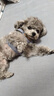 puppytie狗狗牽引繩狗繩子遛狗繩背心式泰迪寵物胸背帶名字可定制 牛仔藍(lán)-胸背帶+牽引繩 XXS-迷你型建議1-6斤 曬單實(shí)拍圖