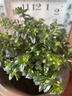 花苗盆栽花卉四季開(kāi)花綠植室外易活好養庭院小區綠化工不支持退貨 滿(mǎn)天星 中苗1盆 16#培育盆 曬單實(shí)拍圖