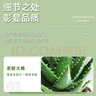 京云夢(mèng)單株白玉虎皮蘭帶盆栽植物花草盆栽葉子土培辦公室月球盆源頭直發(fā) 曬單實(shí)拍圖